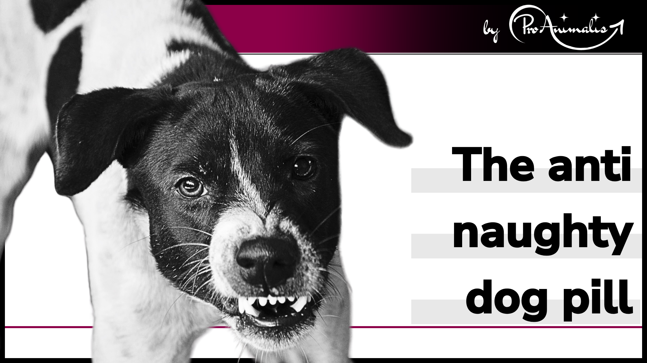 Read more about the article The anti naughty dog pill