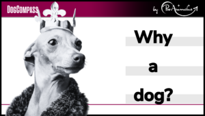Read more about the article Dog, donkey or guinea pig?
