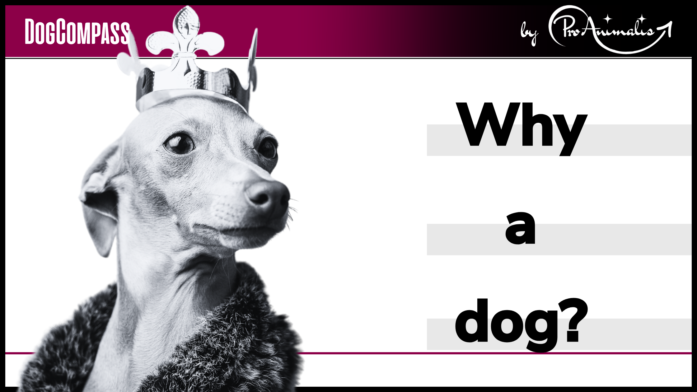 Read more about the article Dog, donkey or guinea pig?