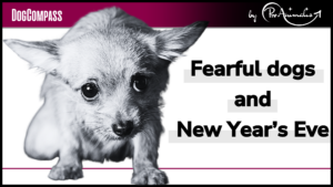 Read more about the article Fearful dogs and New Year’s Eve