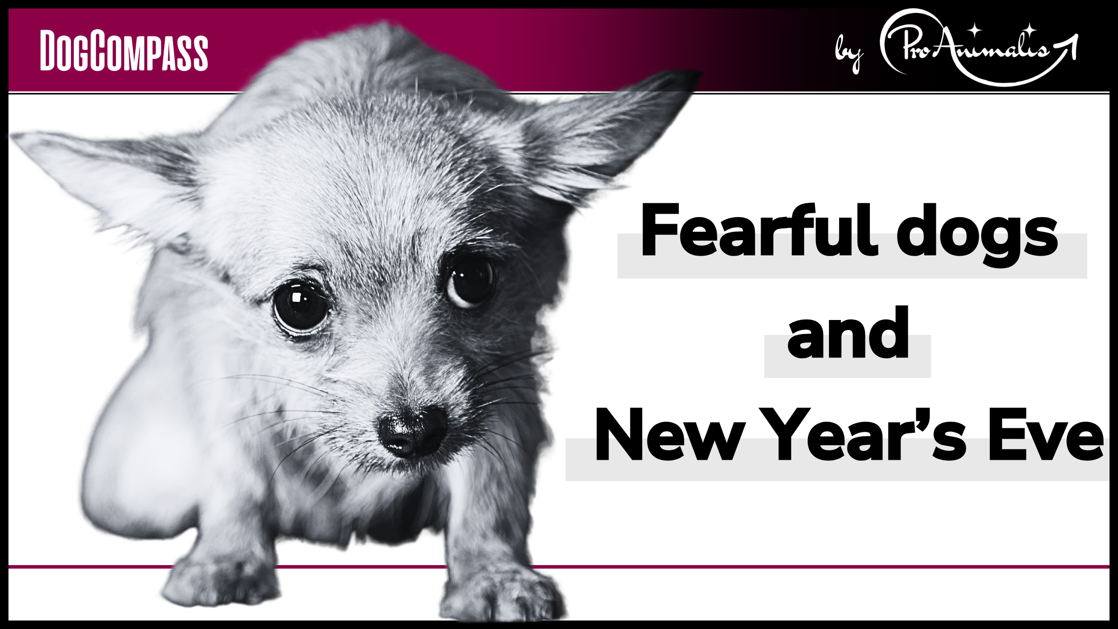 Read more about the article Fearful dogs and New Year’s Eve