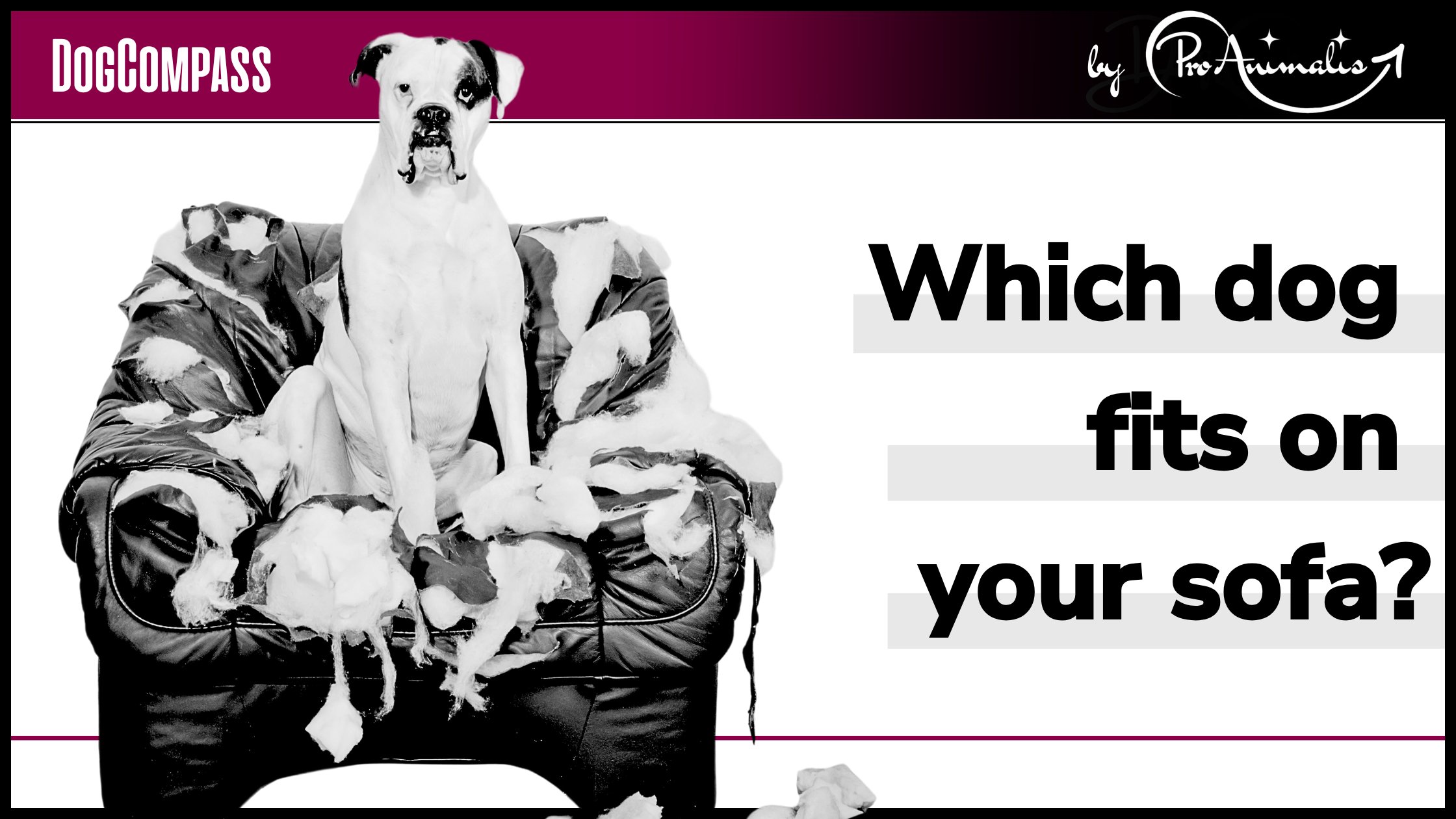 Read more about the article Which dog fits on your sofa?