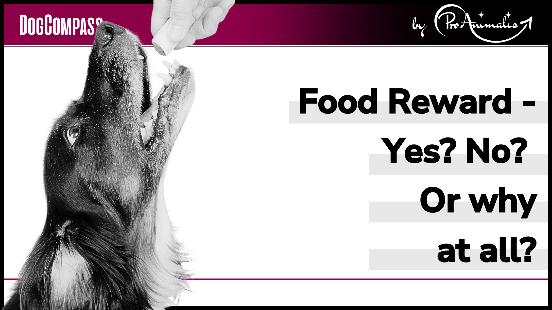 Read more about the article Food Reward – Yes? No? Or why at all?