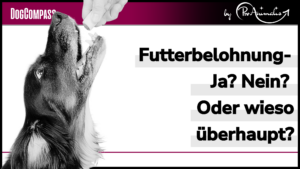 Mehr über den Artikel erfahren Futterbelohnung – Ja? Nein? Oder wieso überhaupt?