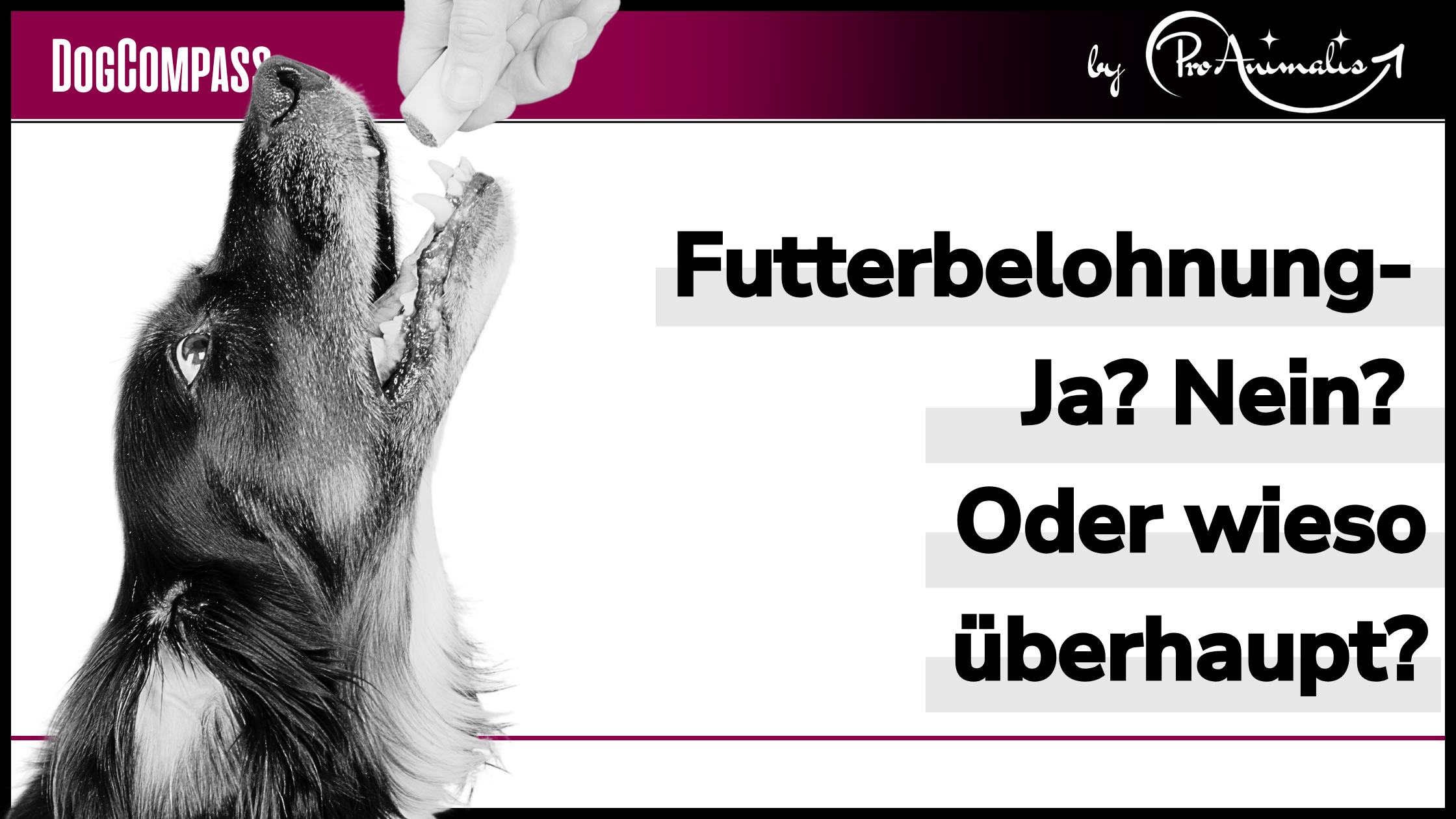 Mehr über den Artikel erfahren Futterbelohnung – Ja? Nein? Oder wieso überhaupt?