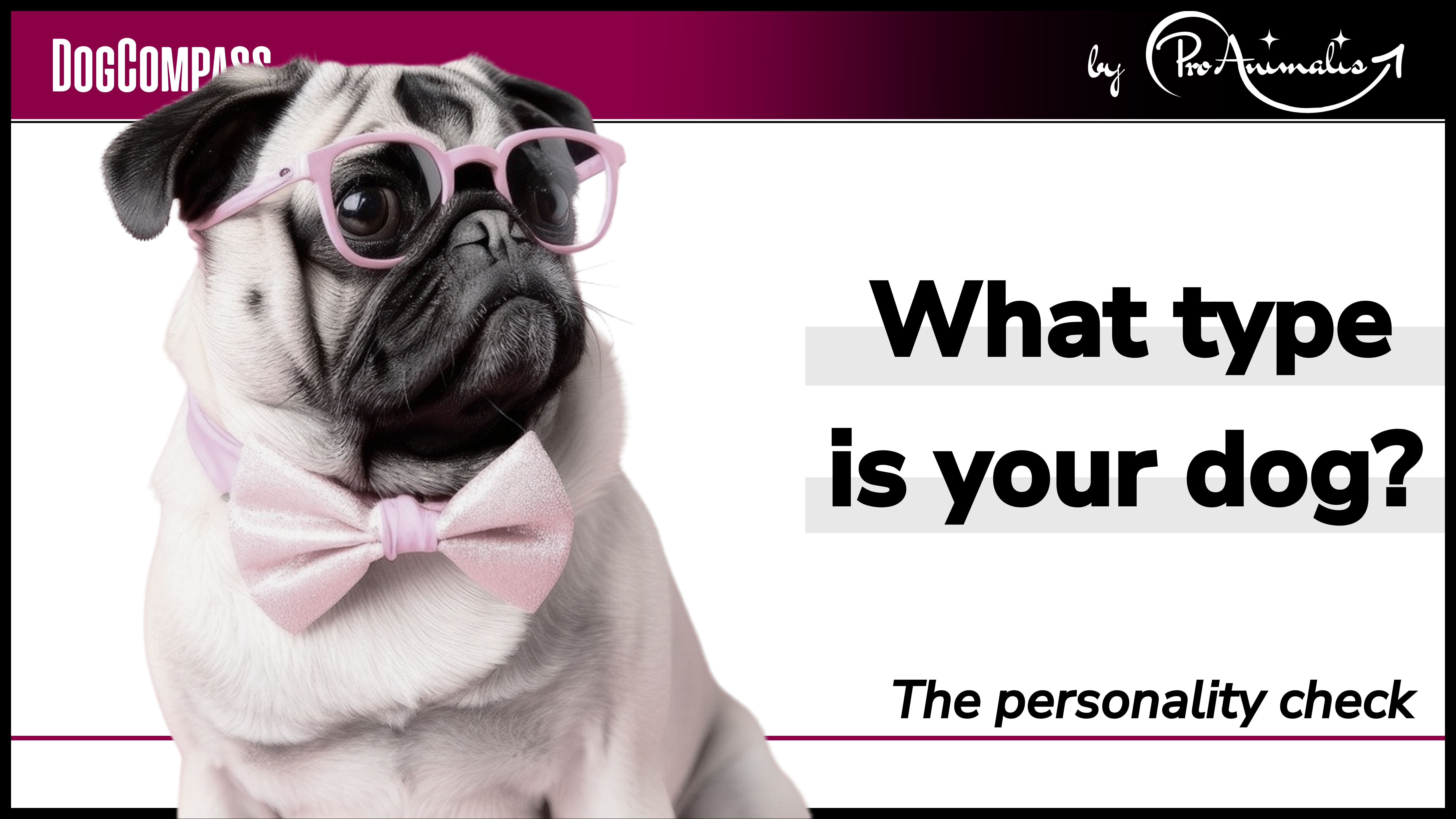 Read more about the article What type is your dog?