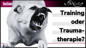 Mehr über den Artikel erfahren Training oder Traumatherapie?
