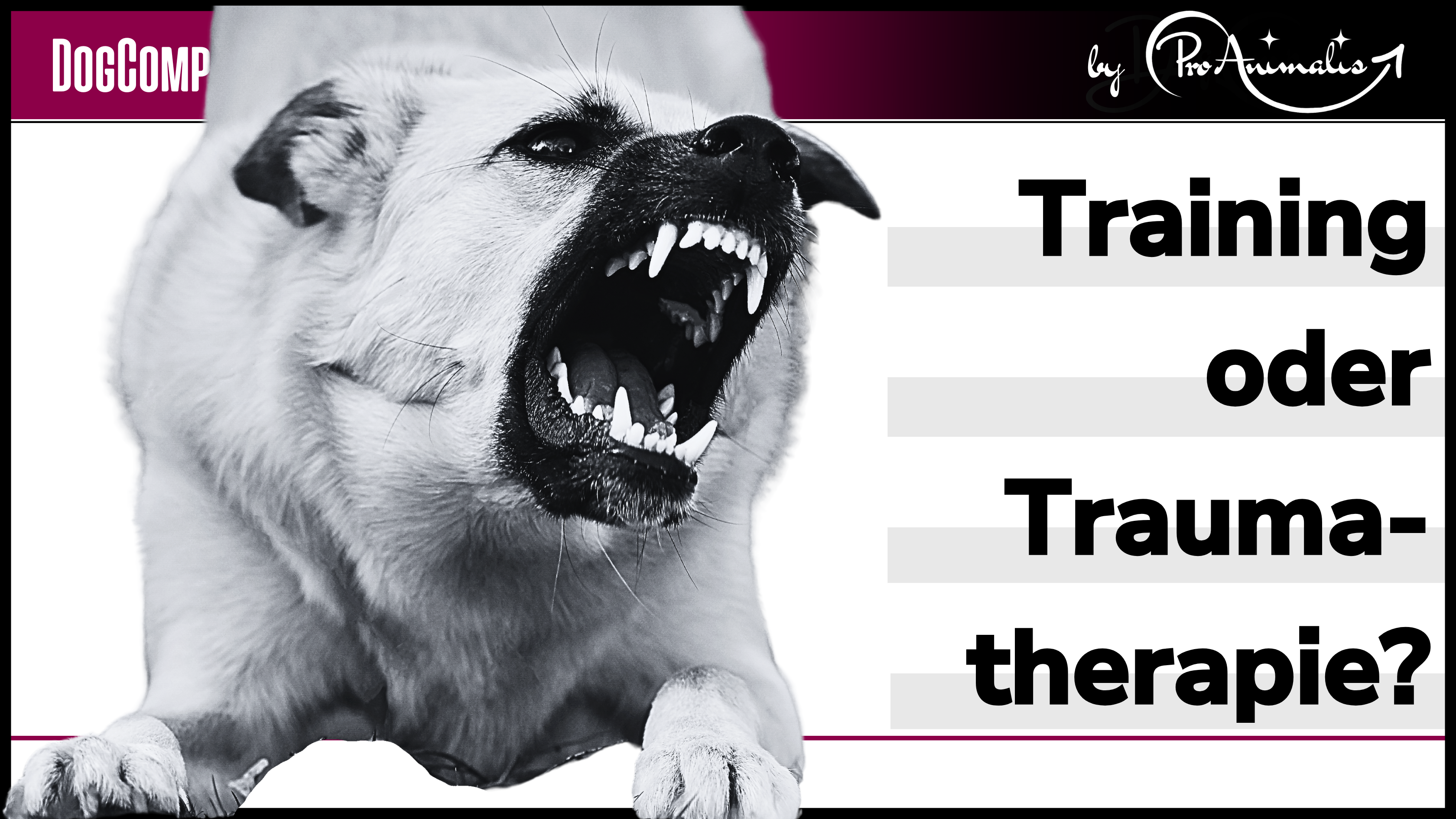 Mehr über den Artikel erfahren Training oder Traumatherapie?