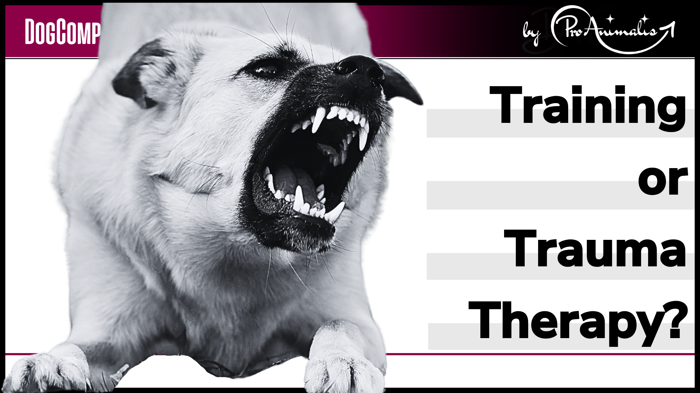 Read more about the article Training or Trauma Therapy?